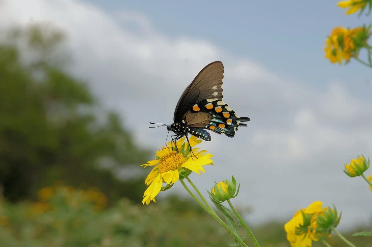 Kit de fabrication de bougies (mèche en bois)