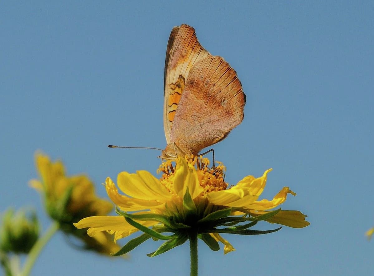 Bougies parfumées longue durée